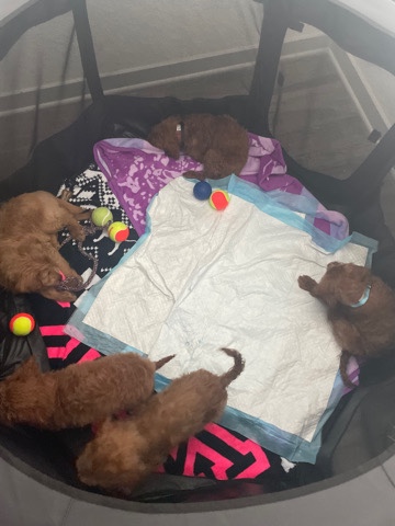 Goldendoodle Puppies
