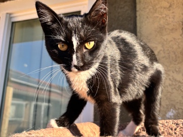 re homing kittens – Barstow