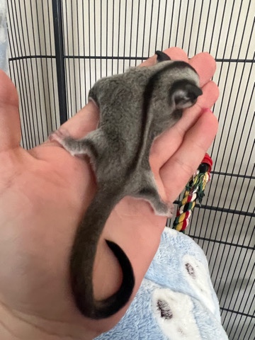 Baby Sugar Gliders