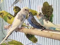 Parakeet - Parakeets  available for adoption in West Hollywood