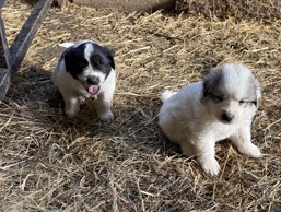  Great Pyrenees/Lanceer Newfoundlander