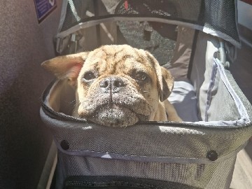 French Bulldog - Frenchie x pug mix breed pup available for adoption in London
