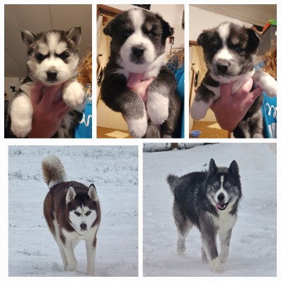 Siberian Husky – Agouti Husky Puppies – Trinity