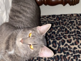 I hate my cat someone take him – Oklahoma City