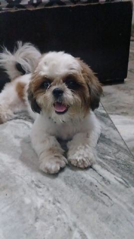 Shih Tzu – shishtzu puppy 6 month