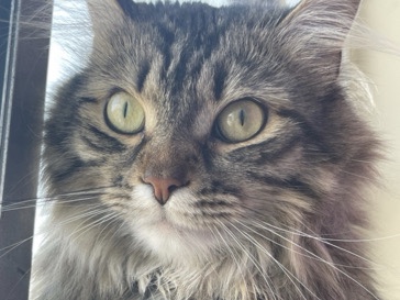 Siberian – Siberian cat for rehoming – Toronto