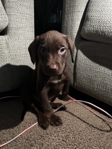 mixed Lab pittie puppy