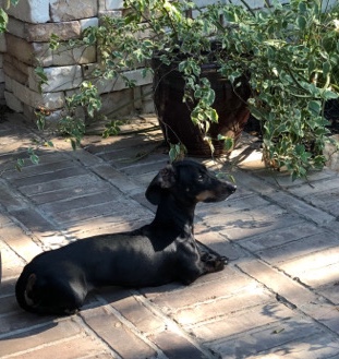 Dachshund – dachshund needs new home