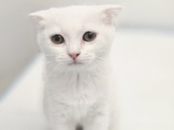 British Shorthair - "Pure Elegance: Stunning White British Shorthair & Beige Persian" available for adoption in العين