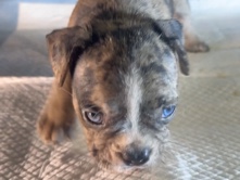 French Bulldog – French bulldogs – Mesquite
