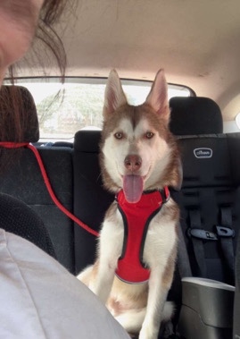 Siberian Husky – Rehoming Simba
