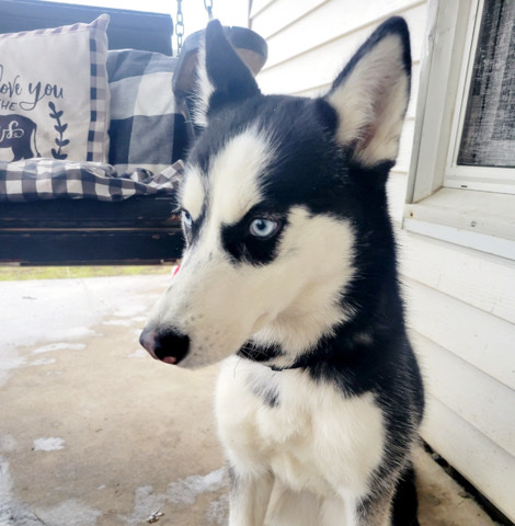 Siberian Husky – husky