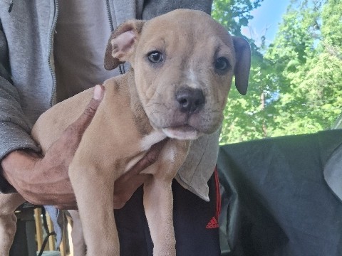 American Pit Bull Terrier – PITBULL PUPPIES – Zachary