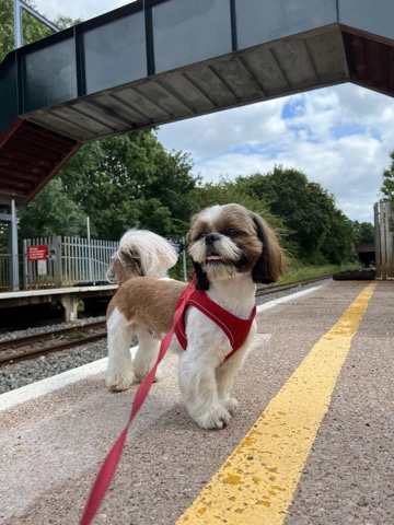 Shih Tzu – Proven Pedigree Shih Tzu for Stud