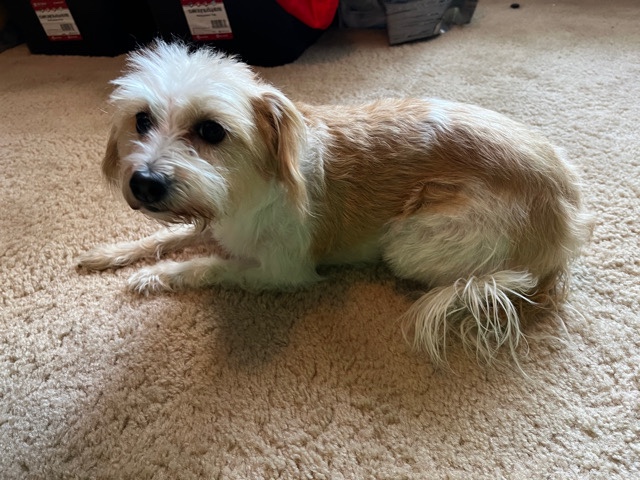 Standard Schnauzer – Schnauzer Pooh need new home