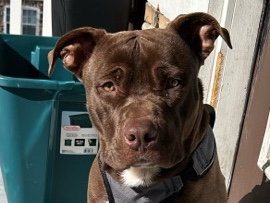 American Pit Bull Terrier – Rehoming Bruno – Atlanta
