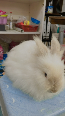 Teddy Bear Rabbit
