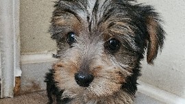 Yorkshire Terrier – Female Yorkie!