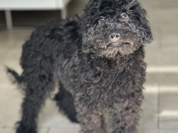 Goldendoodle – Lola - Mini Goldendoole – Miami