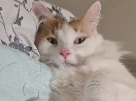 Turkish Van – Re-home Milo – Galesburg
