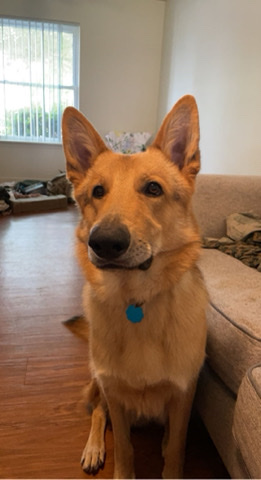 German Shepherd – German Shepherd for Sale