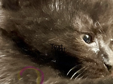 The Regal Big Sister (Female) – Silverdale