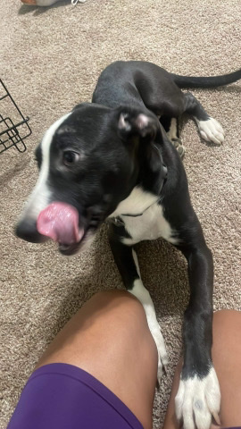 American Pit Bull Terrier – ***