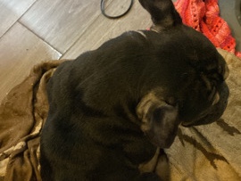Olde English Bulldogge – English bulldog – Compton