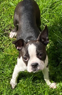 Boston Terrier – Boston terrier puppy
