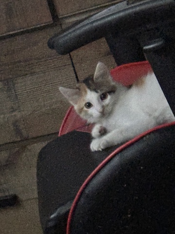 Ragdoll β kittens