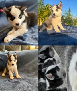 Siberian Husky – Full Siberian Huskies