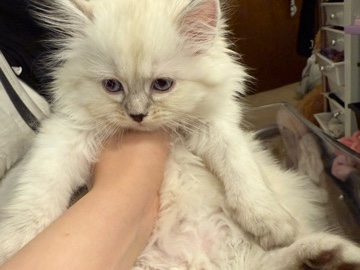 Scottish Fold – kitten for sale – Greenfield