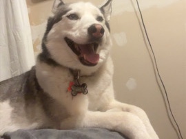 Siberian Husky – Friendly Siberian Husky for Rehoming – Rogers – Rogers