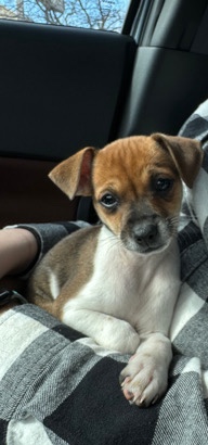 female chihuahua