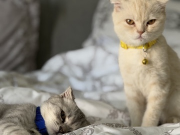 British Shorthair – للبيع برتش شورت هير – هيل