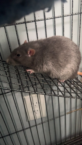 two male fancy rats