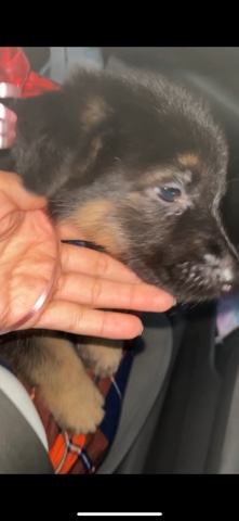 German Shepard