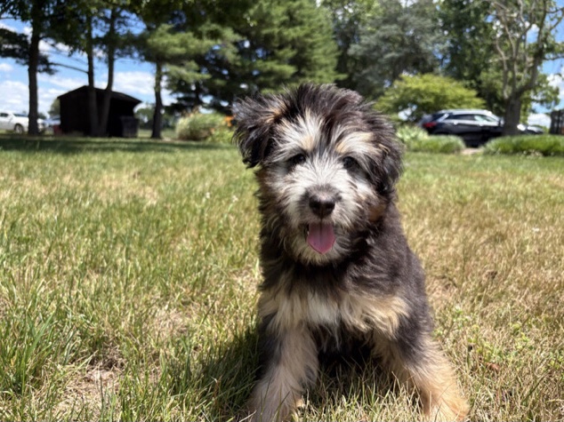 Maltipoo – BEAUTIFUL RARE COLOUR SABLE MALTIPOO PUPPY – Philadelphia