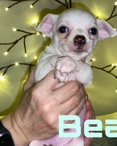 Chihuahua – stunning chihuahua girls and boy pups