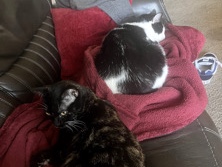 American Shorthair – my 2 cats need a forever home! – Richmond