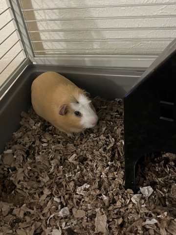 1yr Guinea pig (Duncan) (Male)