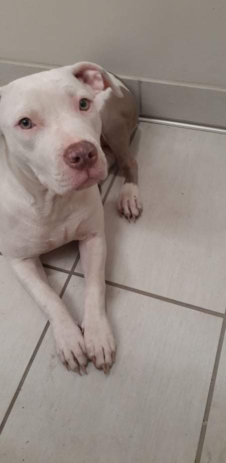 red nose pit bull