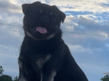Friendly Pug Male 