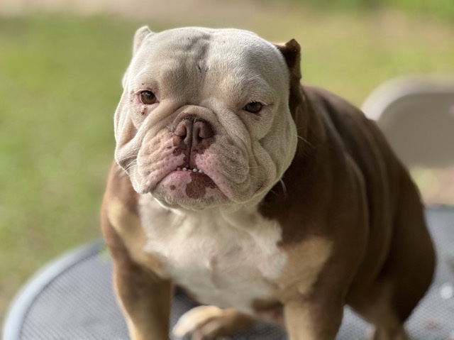  Exotic bully