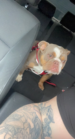 Bulldog – female English bulldog