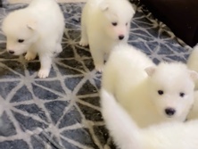 Samoyed – puppies Samoyed 30 days ages – Umm Al Quwain