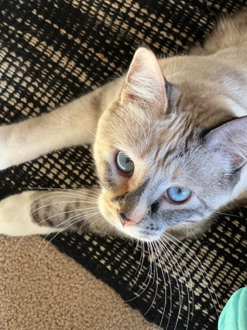 Manx – Need A Forever Home