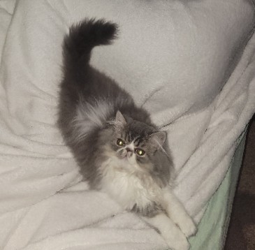 Persian (Modern) – Persian kittens