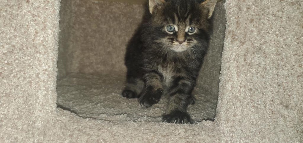 Maine Coon – maincoon kittens looking for a good home