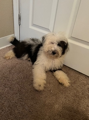 Sheepadoodle puppy